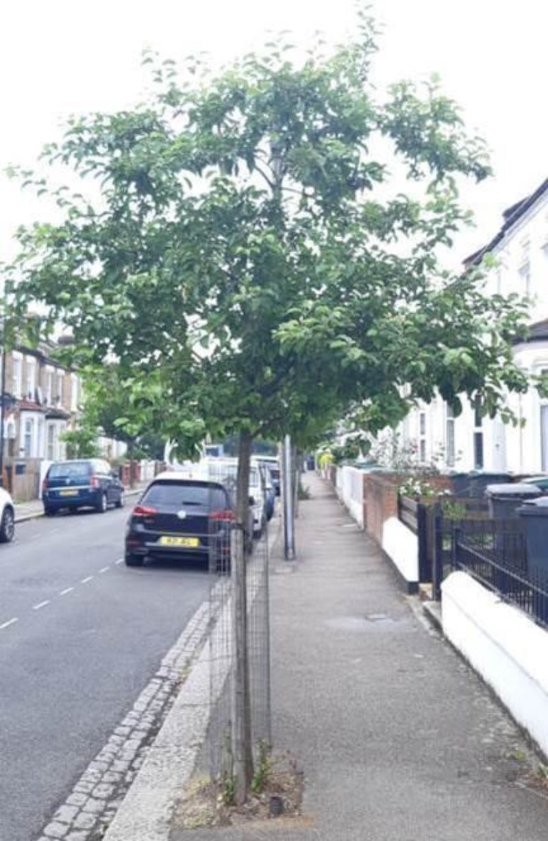 A young tree in Haringey